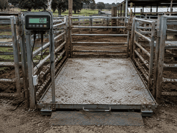 Livestock Scale Calibration: What It Actually Takes to Weigh a Bull