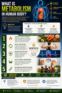 What Is Metabolism? How Your Body Turns Food Into Energy